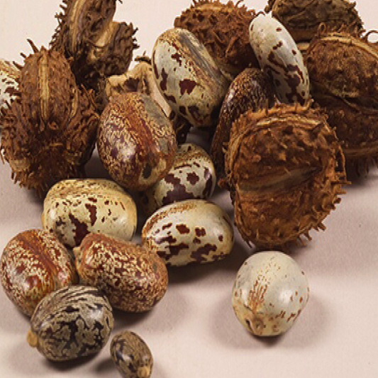 Olio di Ricino Puro al 100% - Protettivo e Nutriente