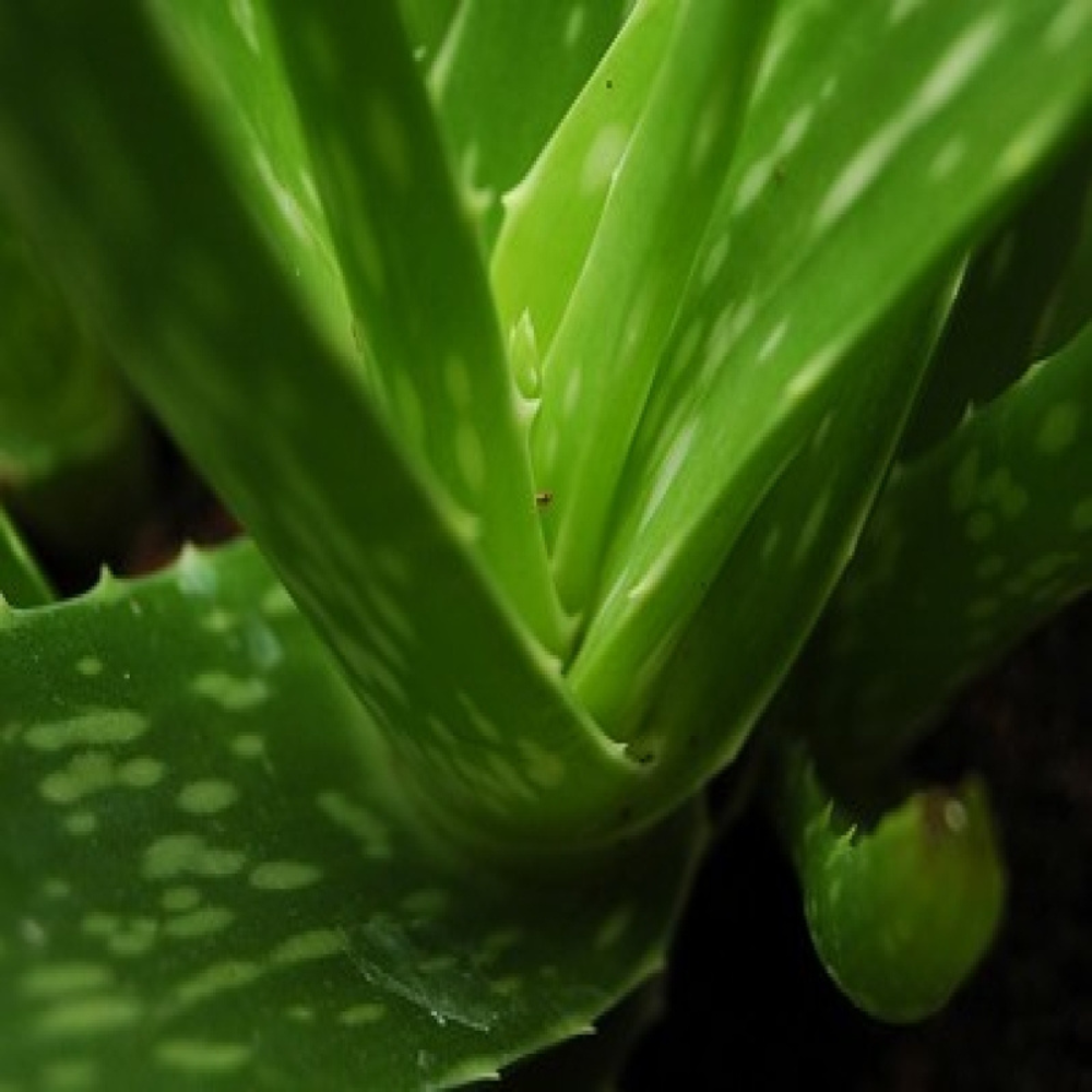 Succo di Aloe Vera puro al 99% - Viso, Corpo e Capelli