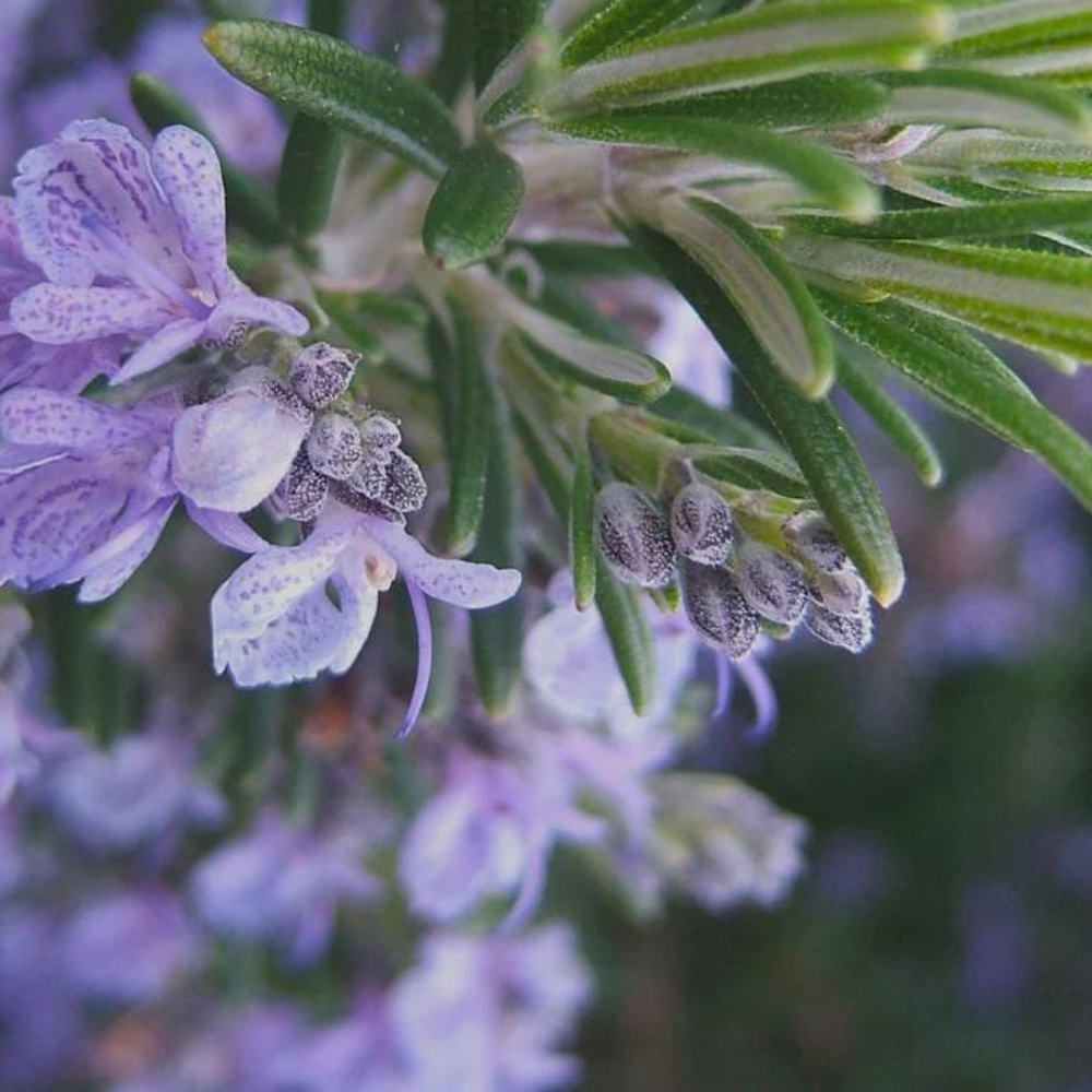 Olio Essenziale di Rosmarino Biologico - Viso, Corpo e Capelli